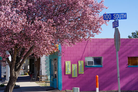 A Pink Colored Coffee And Bakery Shop On Main Street In The Small Rural Town Of Blanding, Utah, USA In Spring. Matching Pink Cherry Blossom. Sunlight