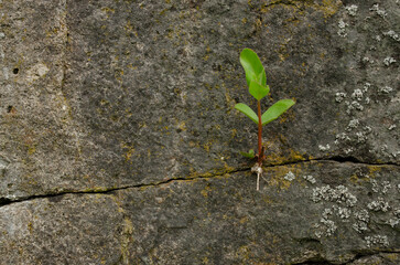 Little green plant breaks through dry stones in a foggy autumn day, macro, close-up. Power of nature. a small plant breaks stones.