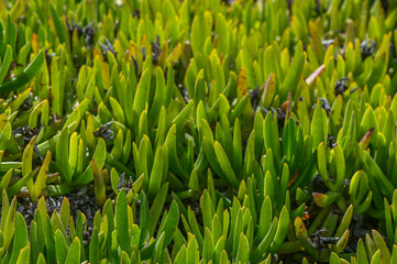 green fresh grass on the lawn near the sea in winter 1