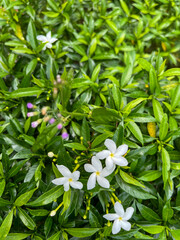 Obraz premium white flowers on green background