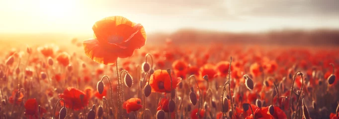 Poster Banner poppies at sunset, poppy field © Екатерина Переславце