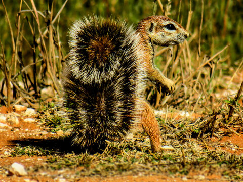 Ground squirrel's tail, Kgalagadi Trans-frontier Park