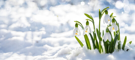 Banner Close up of snowdrop flowers blooming in snow covering. First spring flowers - obrazy, fototapety, plakaty
