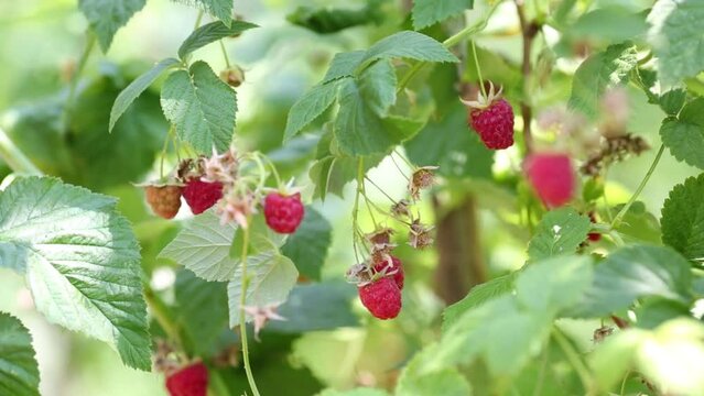 Red ripe raspberries swaying in wind in summer garden