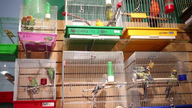 Many small colorful parrots in cages in animals store