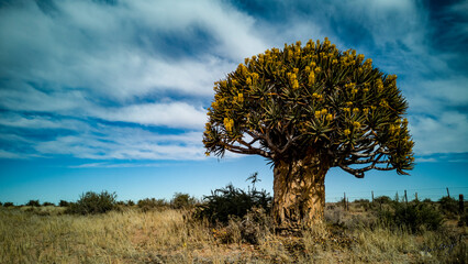 Quiver tree in the Northern Cape Province, South Africa