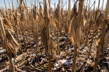 Close-up Dried corn cobs in corn field.