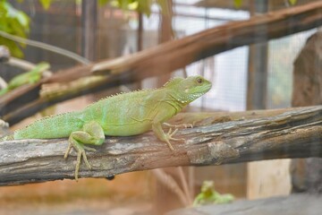 Green iguana reptile cage animal close up.