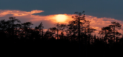 Sun setting behind the treeline of a old growth forest in Northern Finland