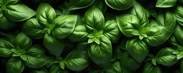 Detail fresh green basil herb leaves in the garden. Generative ai - obrazy, fototapety, plakaty