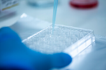 cell culture at the safety cabinet in cell culture laboratory, cancer and medicine research 