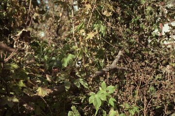 A small bird sits in dense forest thickets.