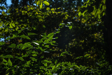 Fototapeta na wymiar Tree branches with green leaves.