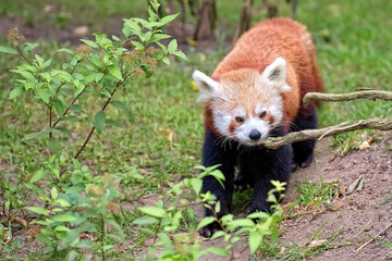 Red panda in a clearing