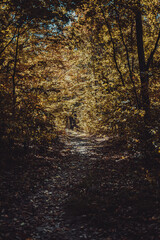 A path going through a forest tunnel. Hiking. Mysterious forest.