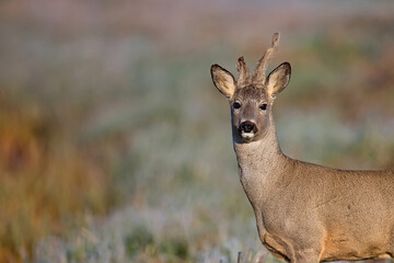 Buck deer in a clearing in the wild