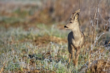 Buck deer in the wild