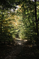 A path going through a forest tunnel. Hiking. Mysterious forest.