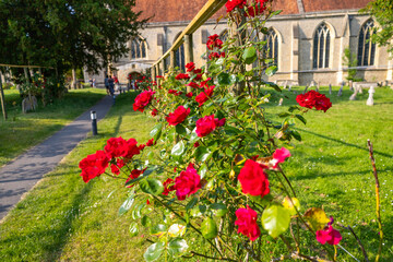 Fototapeta na wymiar Roses in full blossom at graveyard England