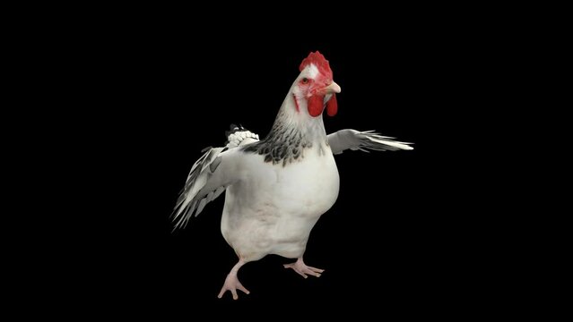 Dancing chicken - 3d render looped with alpha channel. 