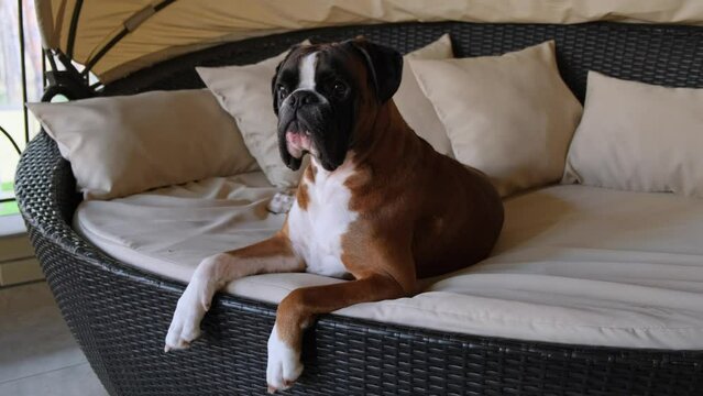 Boxer dog lie and looking forward. Deutscher Boxer Dog sitting on sofa and relaxing. Portrait domestic animal dog with sad muzzle and brown eyes