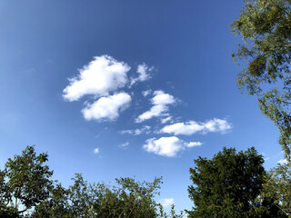 sunny day sky with tree 2