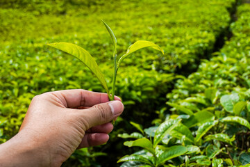 Harvesting Selection of Ripe Green Tea Leaves, Healthy Organic Farming in Tea Gardens