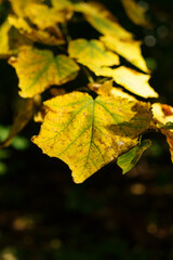 Yellow leaf of a tree close-up. Tree branch. Environment.