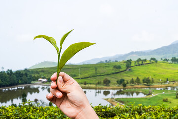 Harvesting Selection of Ripe Green Tea Leaves, Healthy Organic Farming in Tea Gardens