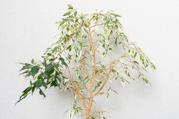 Ficus Benjamin on the white background 