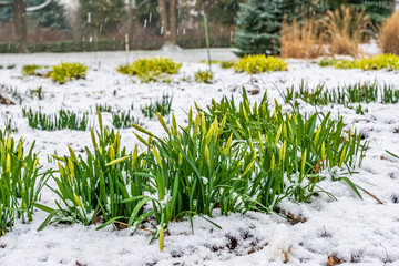 Narcissus under the snow.
