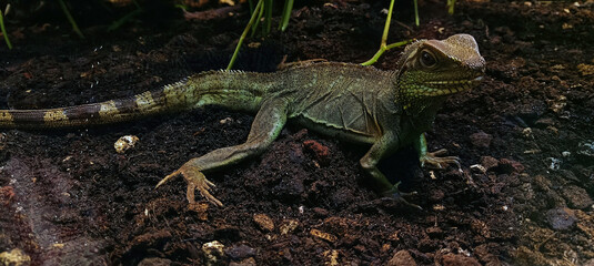 Vivid close-up of a green lizard with intricate scales, standing on a rich dark ground. Detailed skin texture, attentive gaze, and a habitat of moist earth