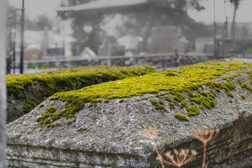 Ancient cemetery gravestone covered with moss