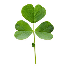 Green leaf of Clover or trefoil are common names for plants of the genus Trifolium, tres three and folium leaf consisting of the legume or pea family Fabaceae