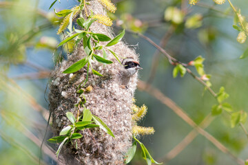 bird on a tree