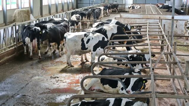 Cows and calves in the hangar with metal floor on a dairy farm.