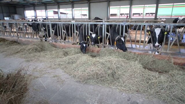 The cows on stable eating straw through fences in farm.