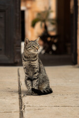 Wunderschöne Katze bewacht einen Eingang