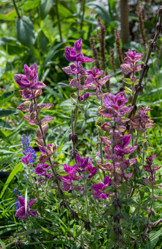 Salvia viridis - annual sage with purple leaves