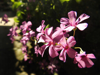 Obraz premium 花壇の裾飾り