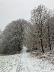 Fototapeta premium Weg in der Natur führt über Wiese in den Wald in Hügellandschaft im Winter bei Nebel und Schnee