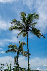 Coconut trees facing the blue sky seen from below