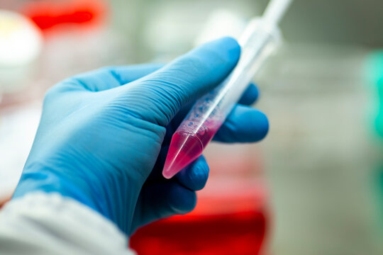 geneticist working with microplate for cells analysis in the genetic lab. Researcher working with samples of tissue culture in microplate in the bioengineering laboratory, medicine laboratory