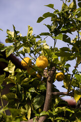 Zitronenbaum mit reifen Zitronen