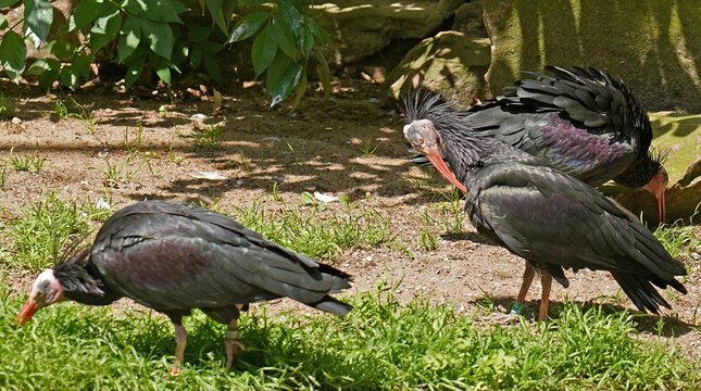 Waldrapp