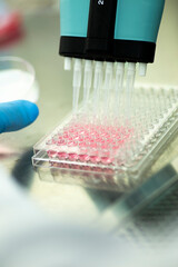 cell culture with multiple pipette at the safety cabinet in cell culture laboratory, medical, medicine and cell culture