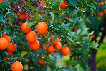 orange tree with oranges in field