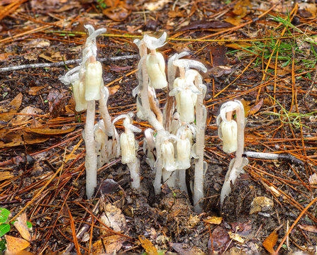 Monotropa uniflora, also known as ghost or indian pipe, Corpse plant is a Chlorophyll lacking plant uses it's unique relationship with fungi and photosynthesizing plants to obtain nutrients