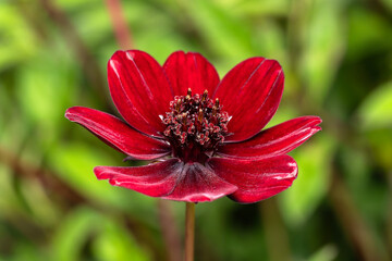 Cosmos atrosanguineus a summer flowering plant with a maroon, red summertime flower commonly known as chocolate cosmos, stock photo image