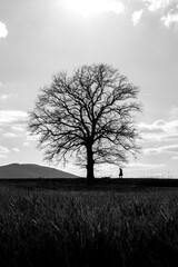 tree in the field